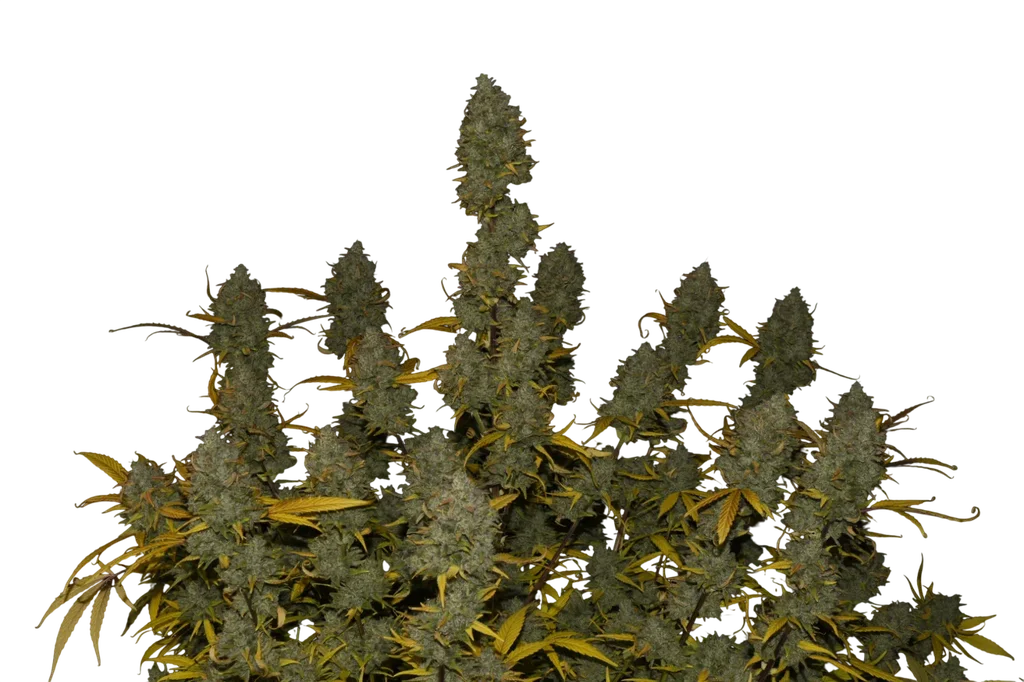 Gelato Auto | AUTOFEM | Fast Buds - Freigestellt 2026-10-08