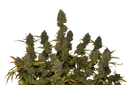 Gelato Auto | AUTOFEM | Fast Buds - Freigestellt 2026-10-08