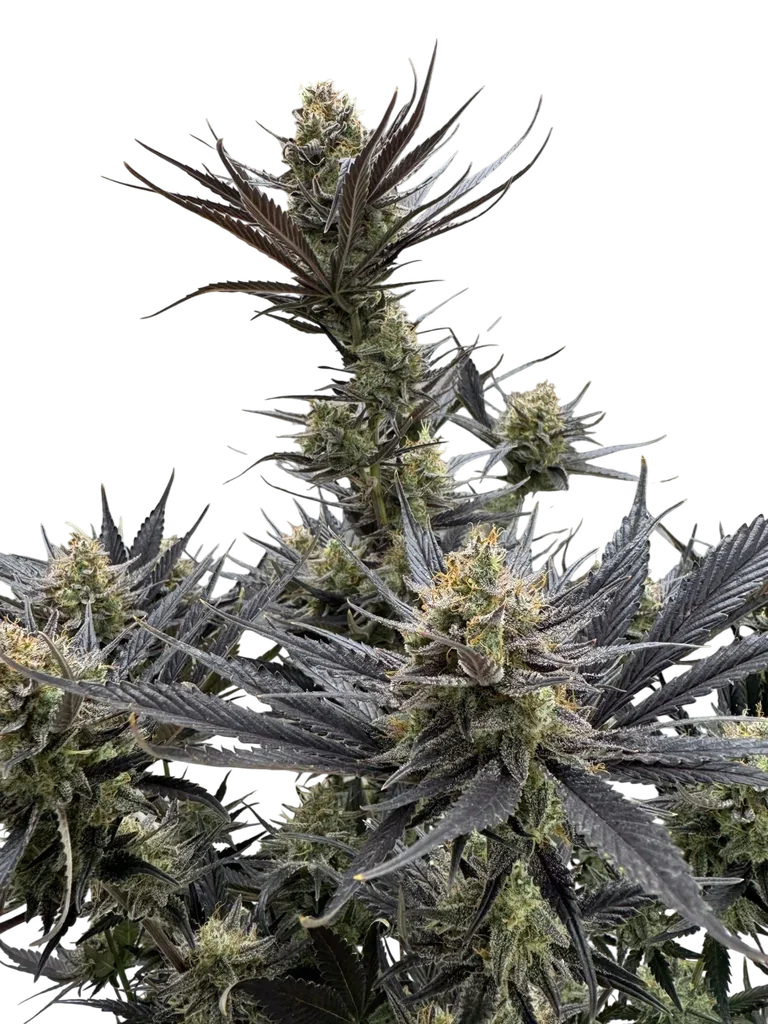 Guava Auto | AUTOFEM | Fast Buds - Freigestellt 2026-10-08