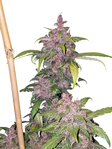 LSD-25 Auto | AUTOFEM | Fast Buds - Freigestellt 2026-10-08