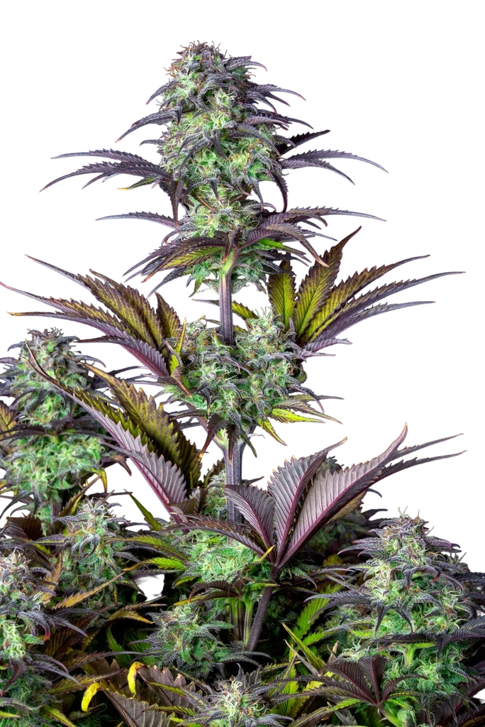 Original Blueberry Auto | AUTOFEM | Fast Buds - Freigestellt 2026-10-08
