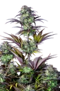 Original Blueberry Auto | AUTOFEM | Fast Buds - Freigestellt 2026-10-08
