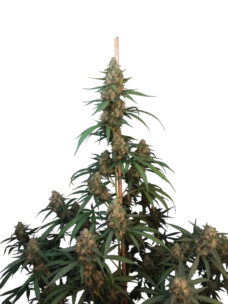 Original Cheese Auto | AUTOFEM | Fast Buds - Freigestellt 2026-10-08