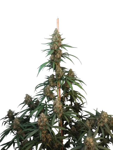 Original Cheese Auto | AUTOFEM | Fast Buds - Freigestellt 2026-10-08