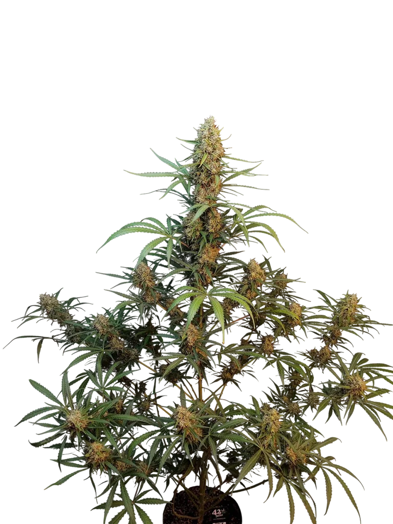 Original Jack Herer Auto – Galerieansicht