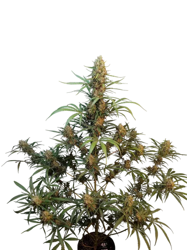 Original Jack Herer Auto | AUTOFEM | Fast Buds - Freigestellt 2026-10-08