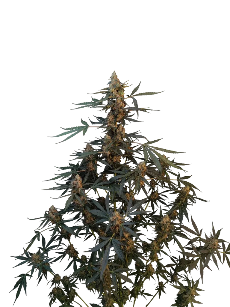 Original Northern Lights Auto | AUTOFEM | Fast Buds - Freigestellt 2026-10-08