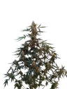 Original Northern Lights Auto | AUTOFEM | Fast Buds - Freigestellt 2026-10-08