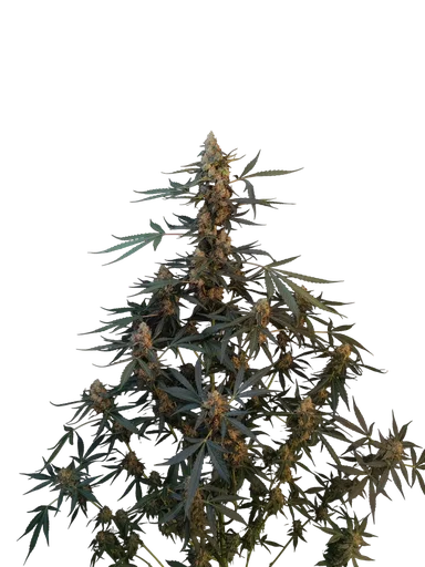 Original Northern Lights Auto | AUTOFEM | Fast Buds - Freigestellt 2026-10-08