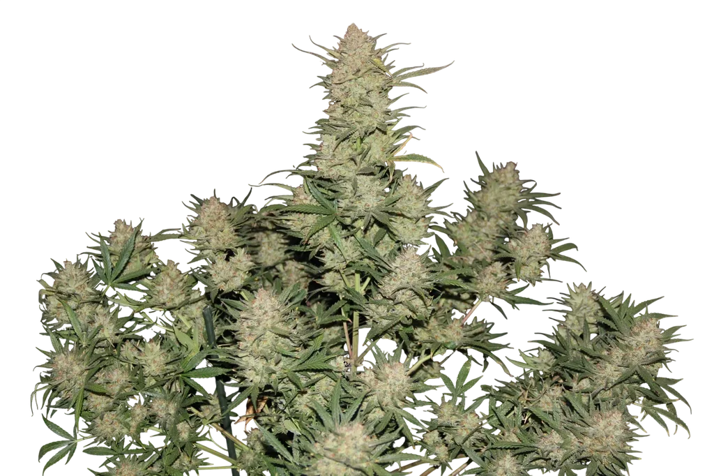 Original OG Kush Auto | AUTOFEM | Fast Buds - Freigestellt 2026-10-08