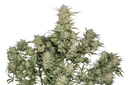 Original OG Kush Auto | AUTOFEM | Fast Buds - Freigestellt 2026-10-08