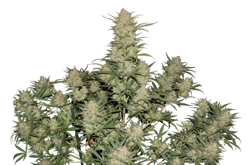 Original OG Kush Auto | AUTOFEM | Fast Buds - Freigestellt 2026-10-08