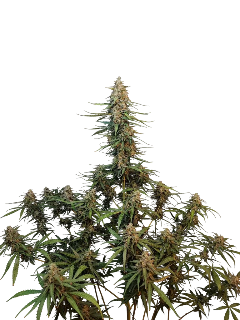 Original Sour Diesel Auto | AUTOFEM | Fast Buds - Freigestellt 2026-10-08