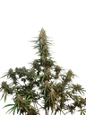Original Sour Diesel Auto | AUTOFEM | Fast Buds - Freigestellt 2026-10-08