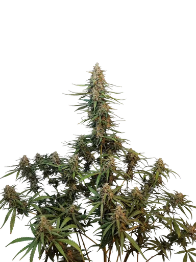 Original Sour Diesel Auto | AUTOFEM | Fast Buds - Freigestellt 2026-10-08