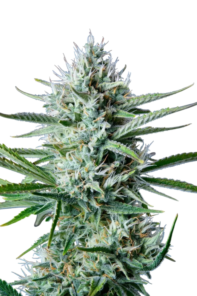 Original White Widow Auto | AUTOFEM | Fast Buds - Freigestellt 2026-10-08