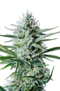 Original White Widow Auto | AUTOFEM | Fast Buds - Freigestellt 2026-10-08