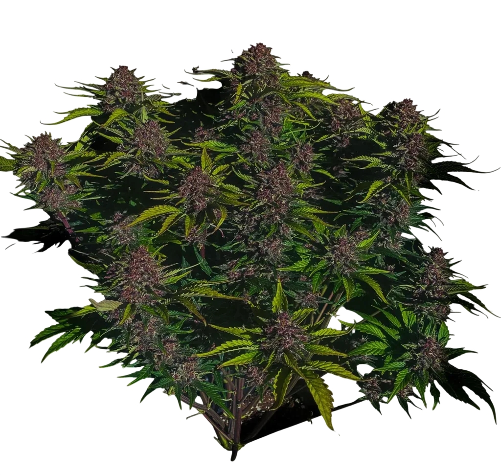 Purple Haze Auto | AUTOFEM | Fast Buds - Freigestellt 2026-10-08