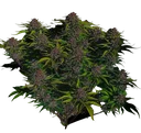 Purple Haze Auto | AUTOFEM | Fast Buds - Freigestellt 2026-10-08