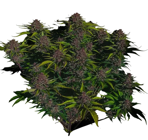 Purple Haze Auto | AUTOFEM | Fast Buds - Freigestellt 2026-10-08
