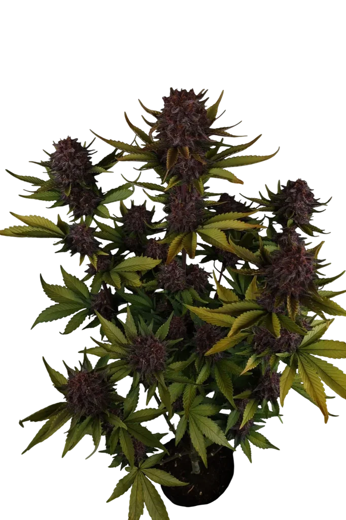 Purple Lemonade Auto | AUTOFEM | Fast Buds - Freigestellt 2026-10-08