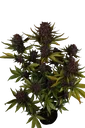 Purple Lemonade Auto | AUTOFEM | Fast Buds - Freigestellt 2026-10-08