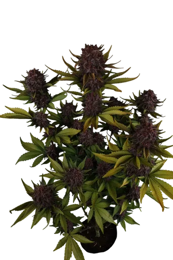 Purple Lemonade Auto | AUTOFEM | Fast Buds - Freigestellt 2026-10-08