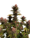 Purple Lemonade FAST | PHOTOFEM | Fast Buds - Freigestellt 2026-10-08