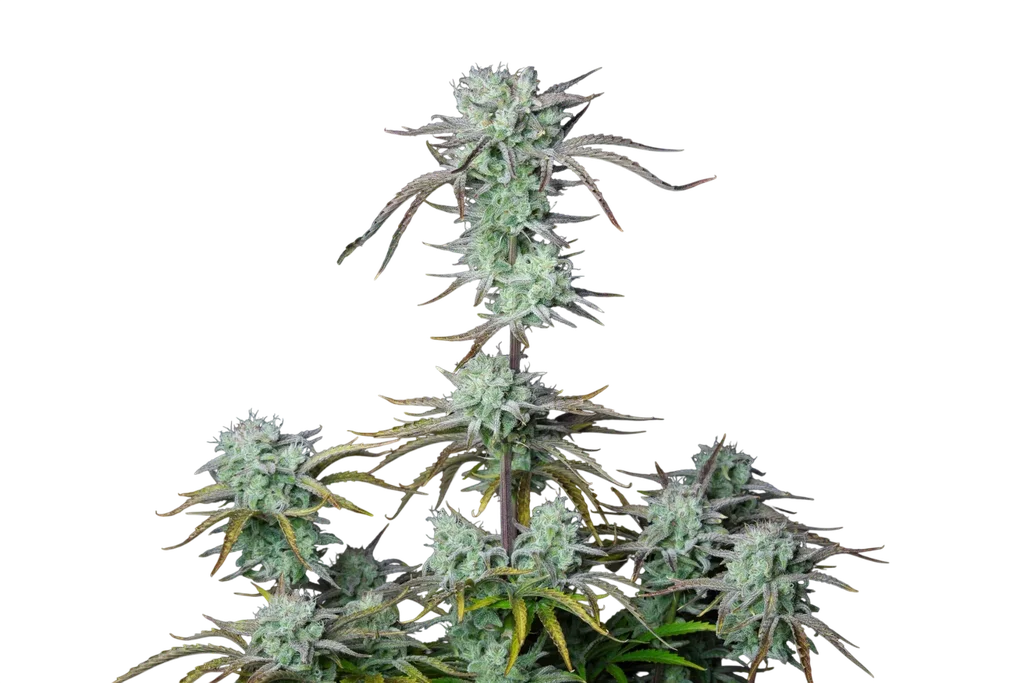 Strawberry Banana Auto | AUTOFEM | Fast Buds - Freigestellt 2026-10-08