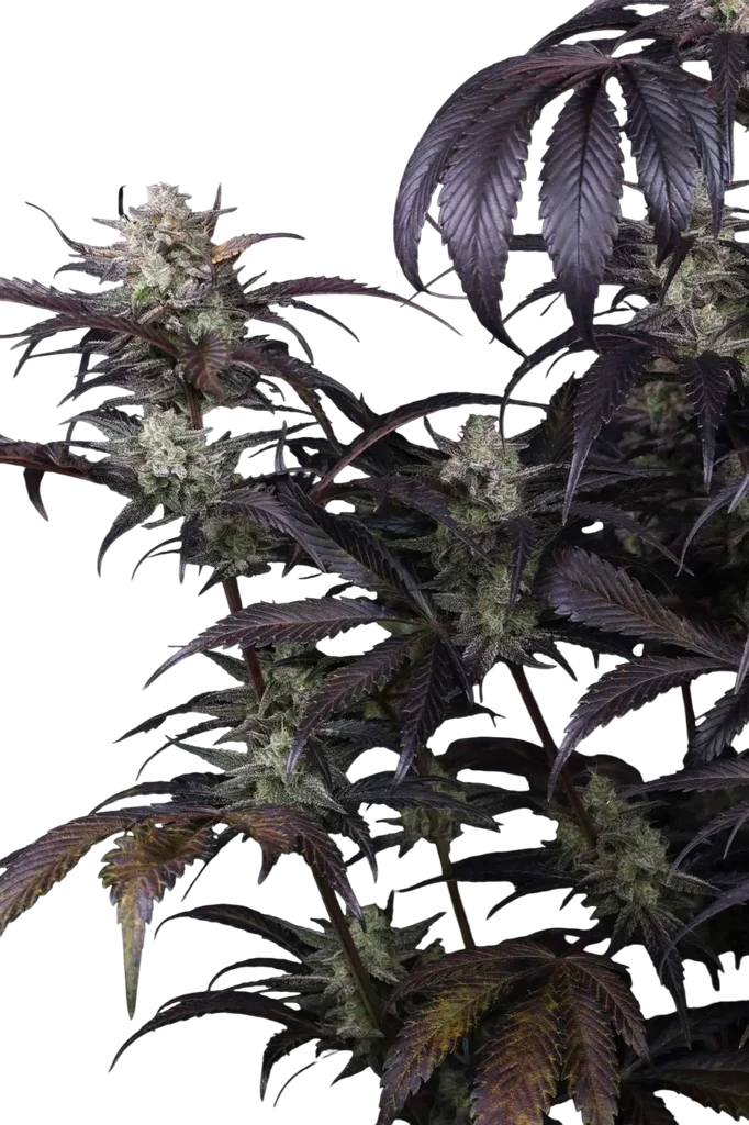 Strawberry Gorilla Auto | AUTOFEM | Fast Buds - Freigestellt 2026-10-08