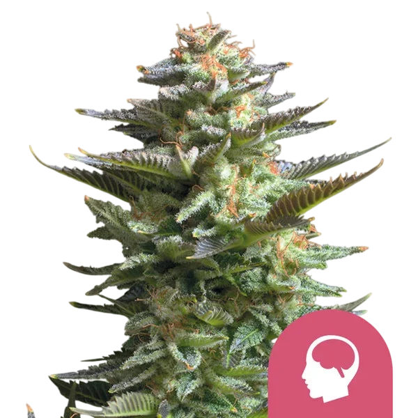 Amnesia Haze | PHOTOFEM | Royal Queen Seeds - Freigestellt 2026-10-09
