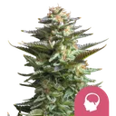 Amnesia Haze | PHOTOFEM | Royal Queen Seeds - Freigestellt 2026-10-09