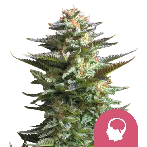 Amnesia Haze | PHOTOFEM | Royal Queen Seeds - Freigestellt 2026-10-09