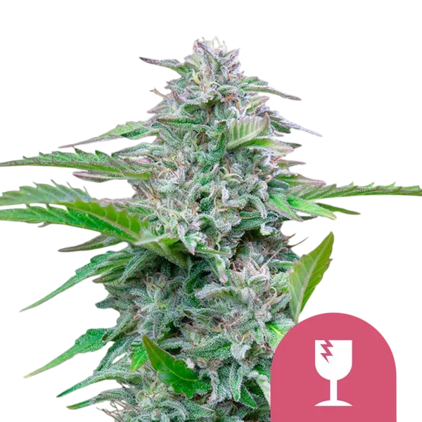 Critical | PHOTOFEM | Royal Queen Seeds - Freigestellt 2026-10-09