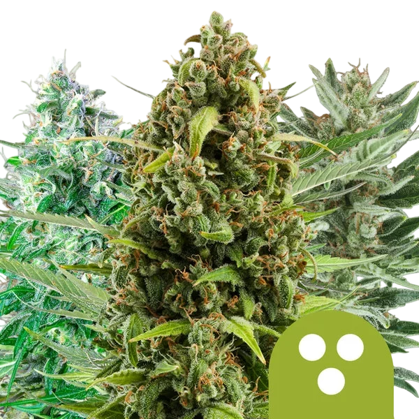 Mix Auto | AUTOFEM | Royal Queen Seeds - Freigestellt 2026-10-09