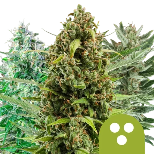Mix Auto | AUTOFEM | Royal Queen Seeds - Freigestellt 2026-10-09