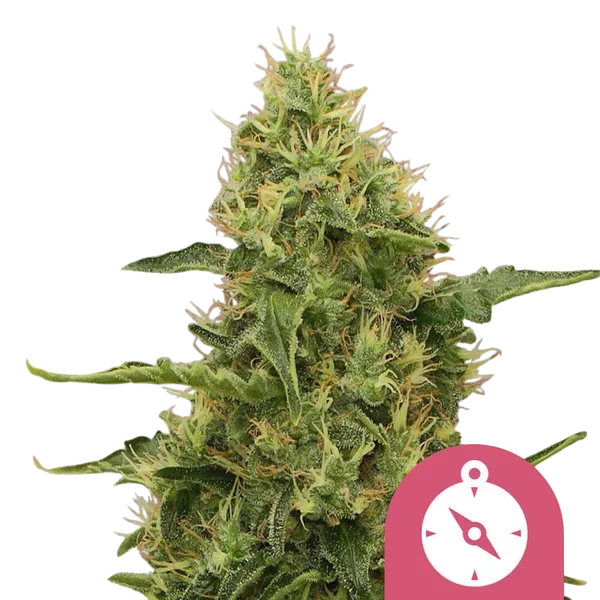 Northern Light | PHOTOFEM | Royal Queen Seeds - Freigestellt 2026-10-09