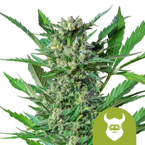 Royal Dwarf Auto | AUTOFEM | Royal Queen Seeds - Freigestellt 2026-10-09