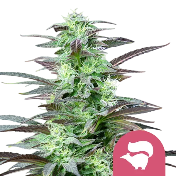 Skunk XL | PHOTOFEM | Royal Queen Seeds - Freigestellt 2026-10-09