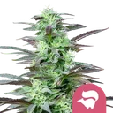Skunk XL | PHOTOFEM | Royal Queen Seeds - Freigestellt 2026-10-09