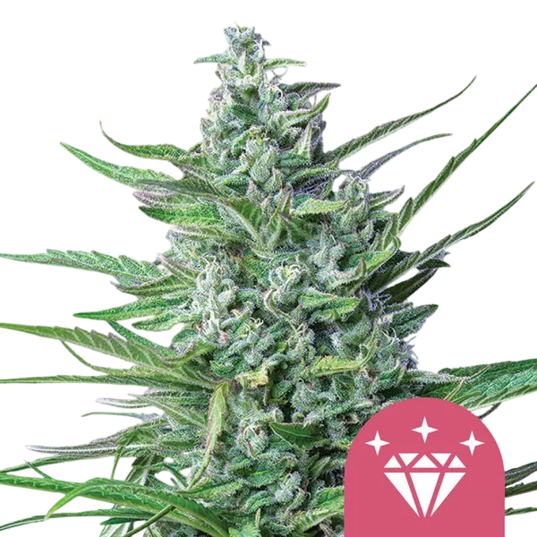 Special Kush #1 | PHOTOFEM | Royal Queen Seeds - Freigestellt 2026-10-09