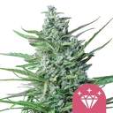 Special Kush #1 | PHOTOFEM | Royal Queen Seeds - Freigestellt 2026-10-09
