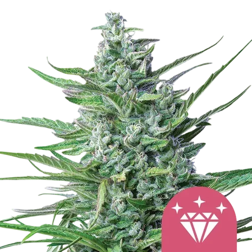 Special Kush #1 | PHOTOFEM | Royal Queen Seeds - Freigestellt 2026-10-09