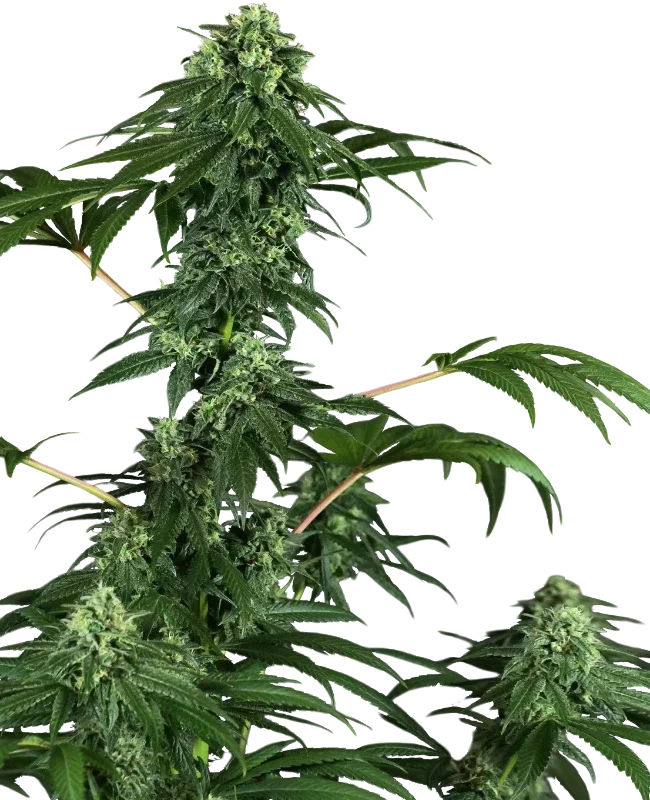 420 Punch | PHOTOFEM | Sensi Seeds - Freigestellt 2026-10-09