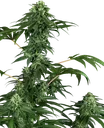 420 Punch | PHOTOFEM | Sensi Seeds - Freigestellt 2026-10-09