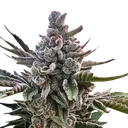 Acai Jelly | PHOTOFEM | Silent Seeds - Freigestellt 2026-10-09