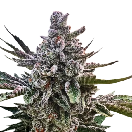 Acai Jelly | PHOTOFEM | Silent Seeds - Freigestellt 2026-10-09