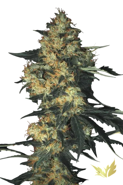 Acid | PHOTOFEM | Paradise Seeds - Freigestellt 2026-10-09