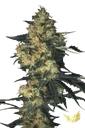 Acid | PHOTOFEM | Paradise Seeds - Freigestellt 2026-10-09