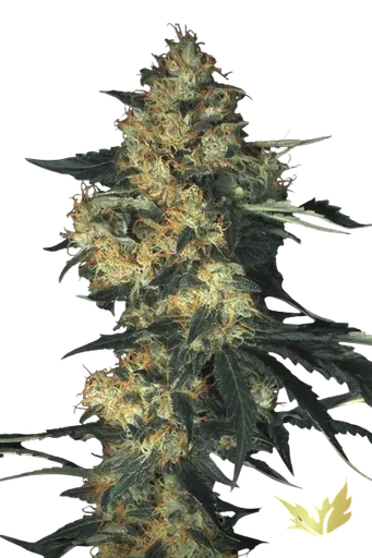 Acid | PHOTOFEM | Paradise Seeds - Freigestellt 2026-10-09